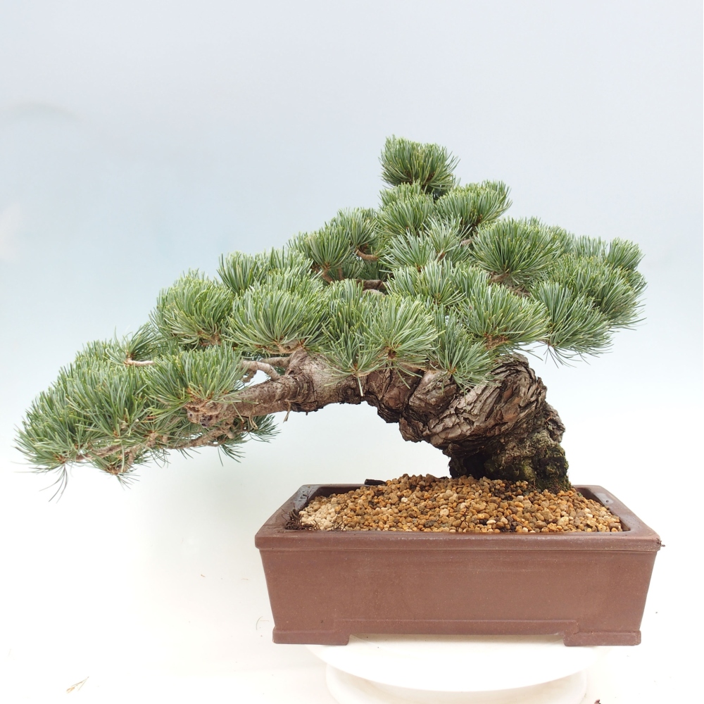 Vonkajšie bonsai - Pinus parviflora - Borovica drobnokvetá