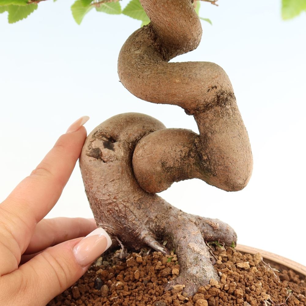Vonkajší bonsaj -Carpinus coreana - Hrab kórejský