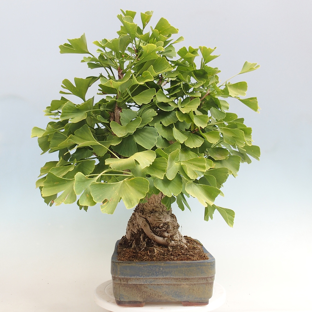 Vonkajší bonsai - Jinan dvojlaločný - Ginkgo biloba