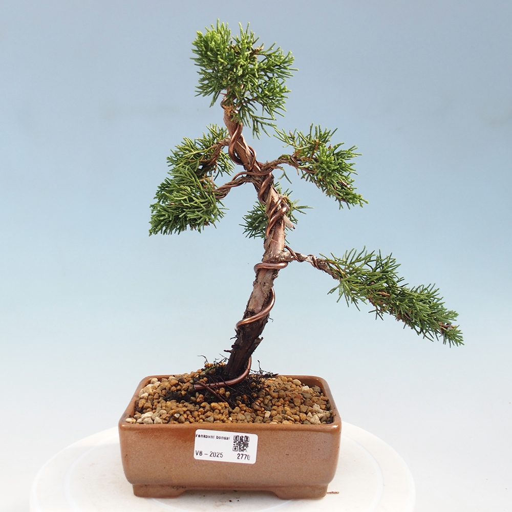 Vonkajší bonsai - Juniperus chinensis Kishu -Jalovec čínsky