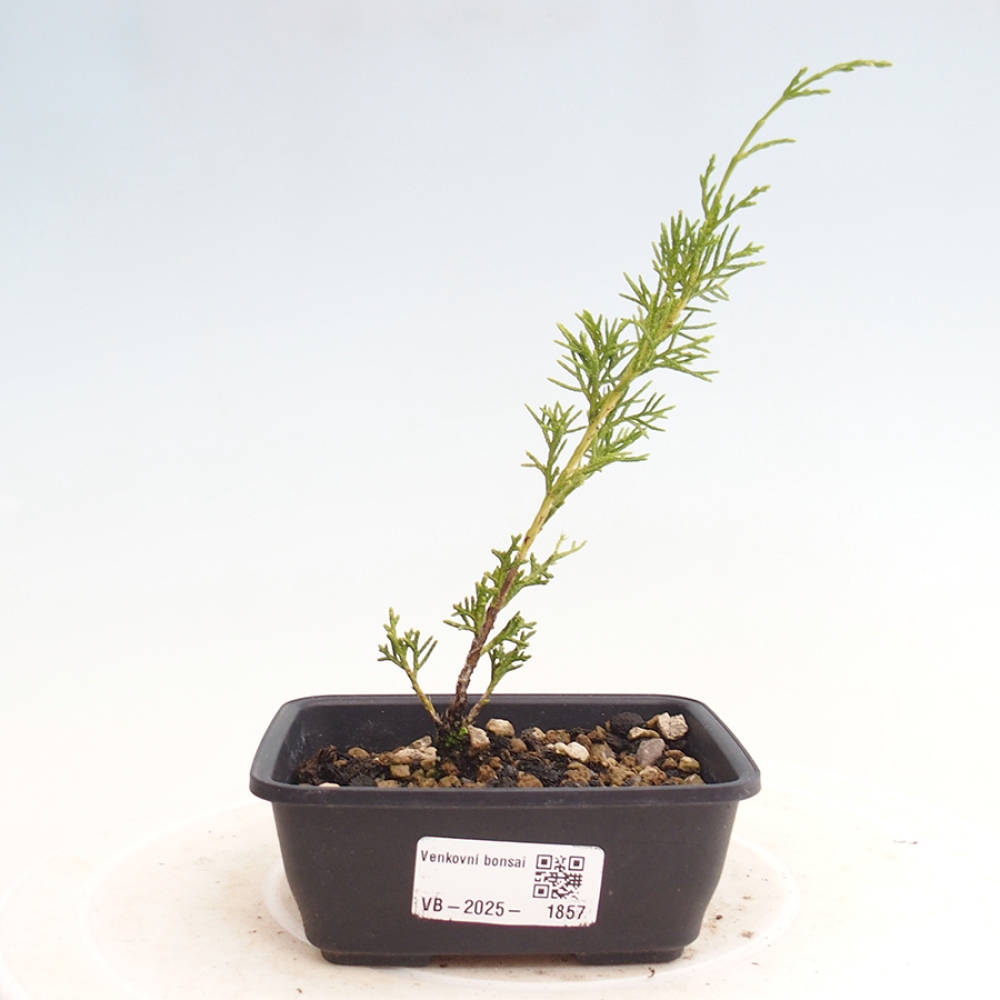 Vonkajší bonsai - Juniperus chinensis Itoigawa -Jalovec čínsky