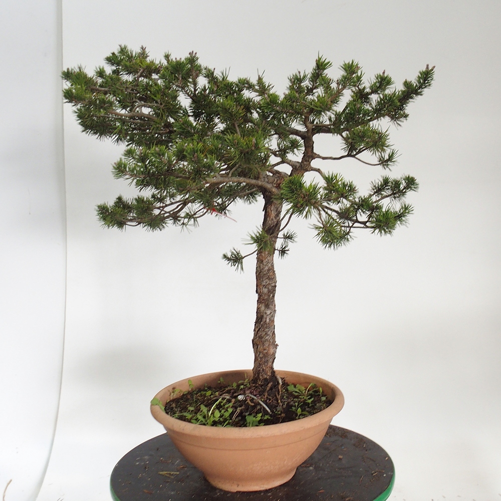 Yamadori - Pinus sylvestris Španielsko