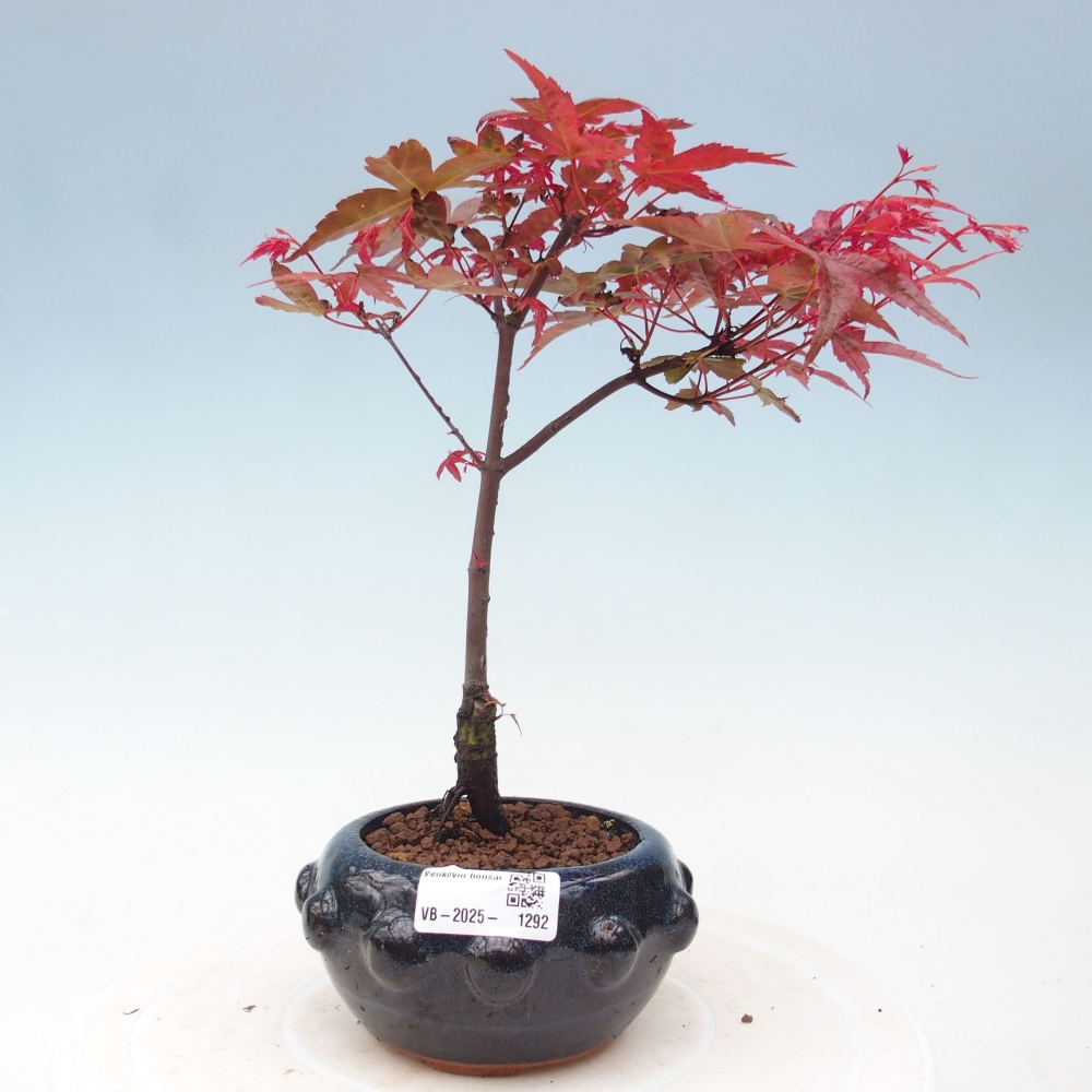 Vonkajšie bonsai - Javor dlaňolistý - Acer palmatum DESHOJO