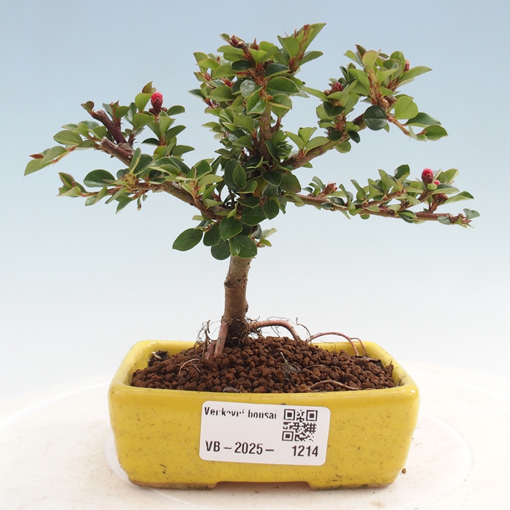 Vonkajší bonsai - Cotoneaster horizontalis - Skalník