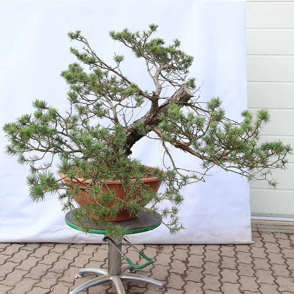 Pinus sylvestris Španielsko – borovica lesná