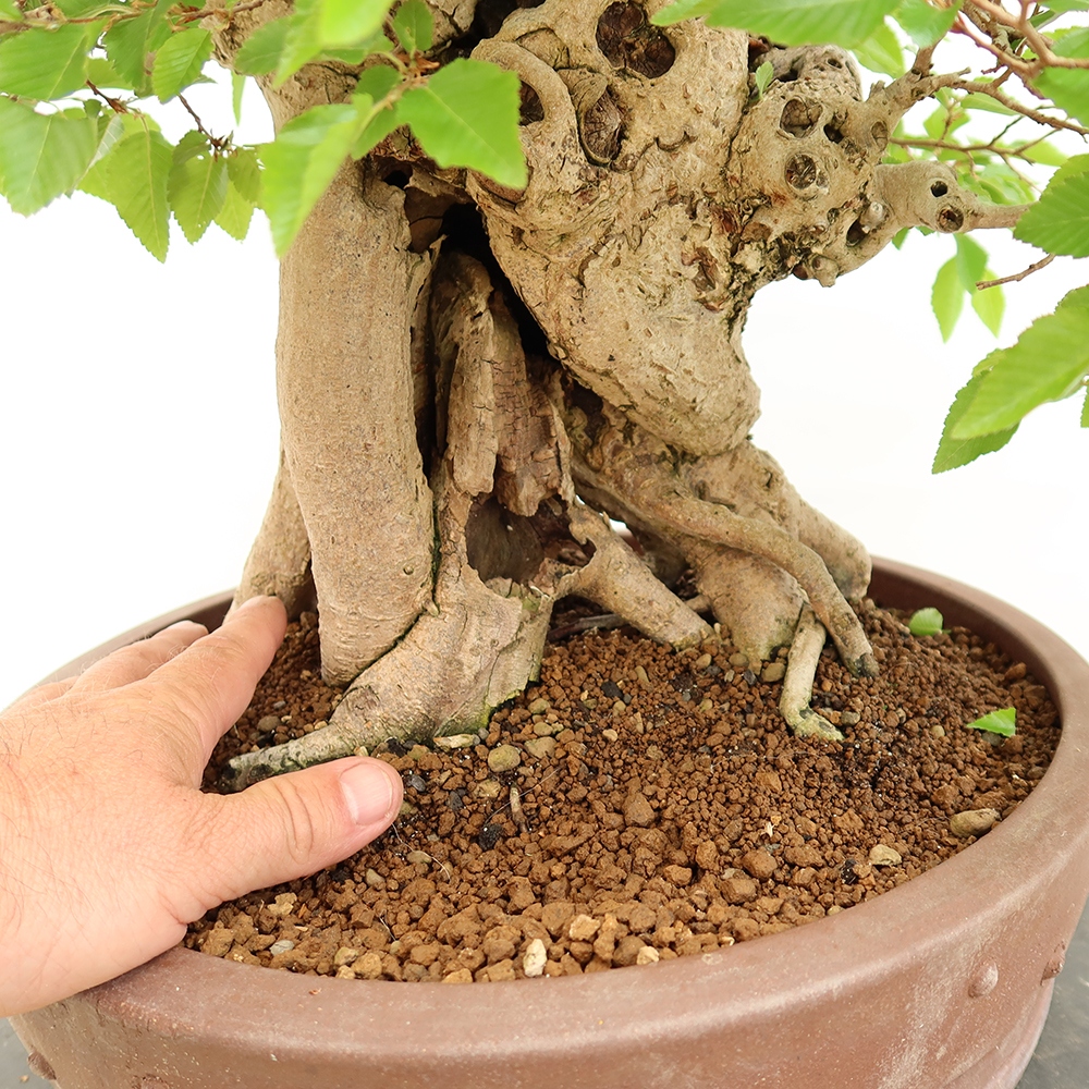 Vonkajší bonsai -Carpinus Coreana - Hrab kórejský