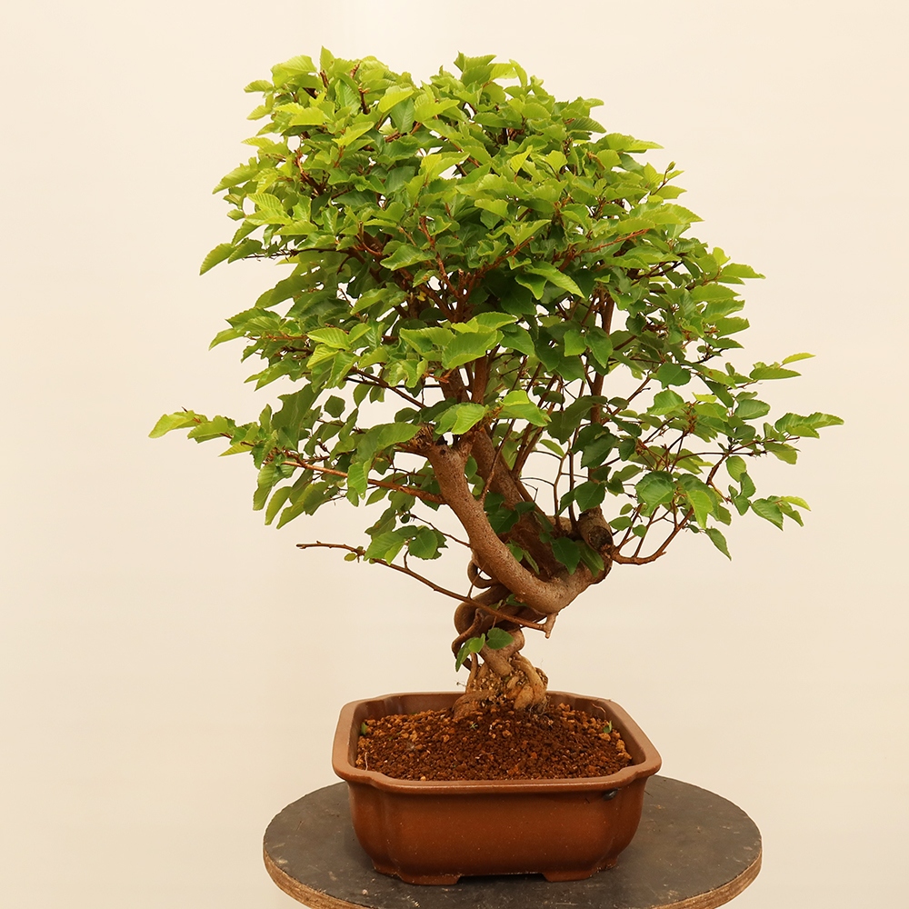 Vonkajší bonsai -Carpinus Coreana - Hrab kórejský