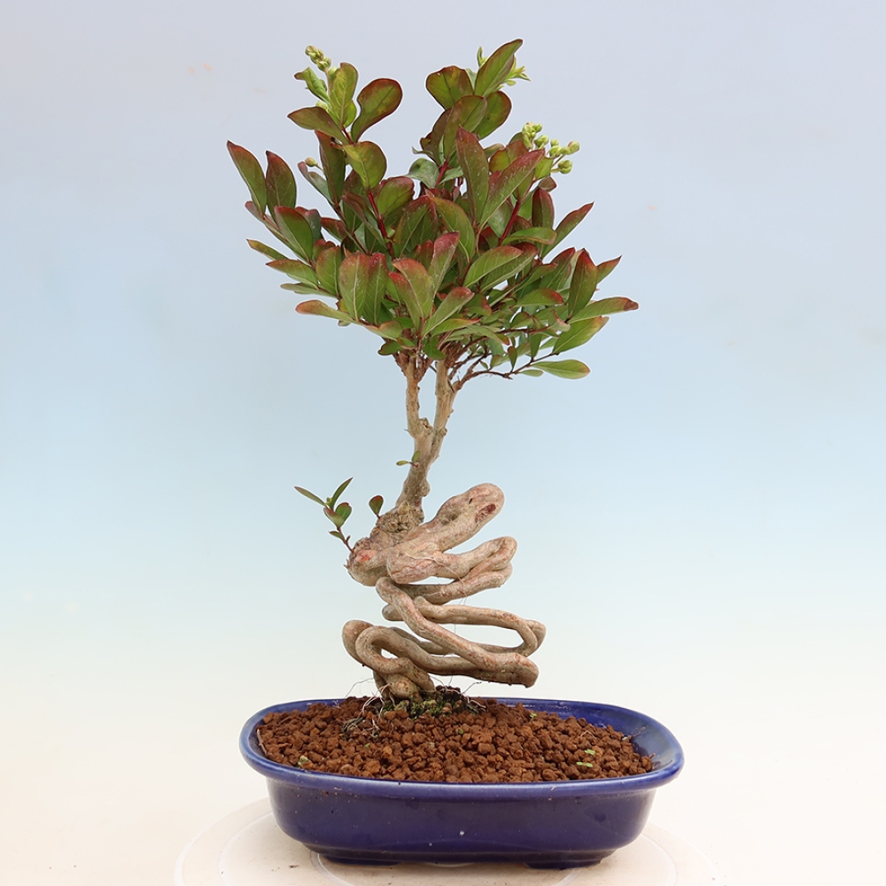 Izba bonsai – Lagerstroemia indica – indický orgován