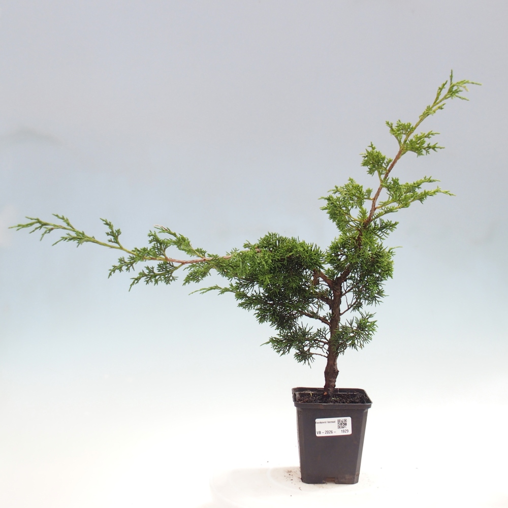 Vonkajší bonsaj - Juniperus chinensis Itoigawa
