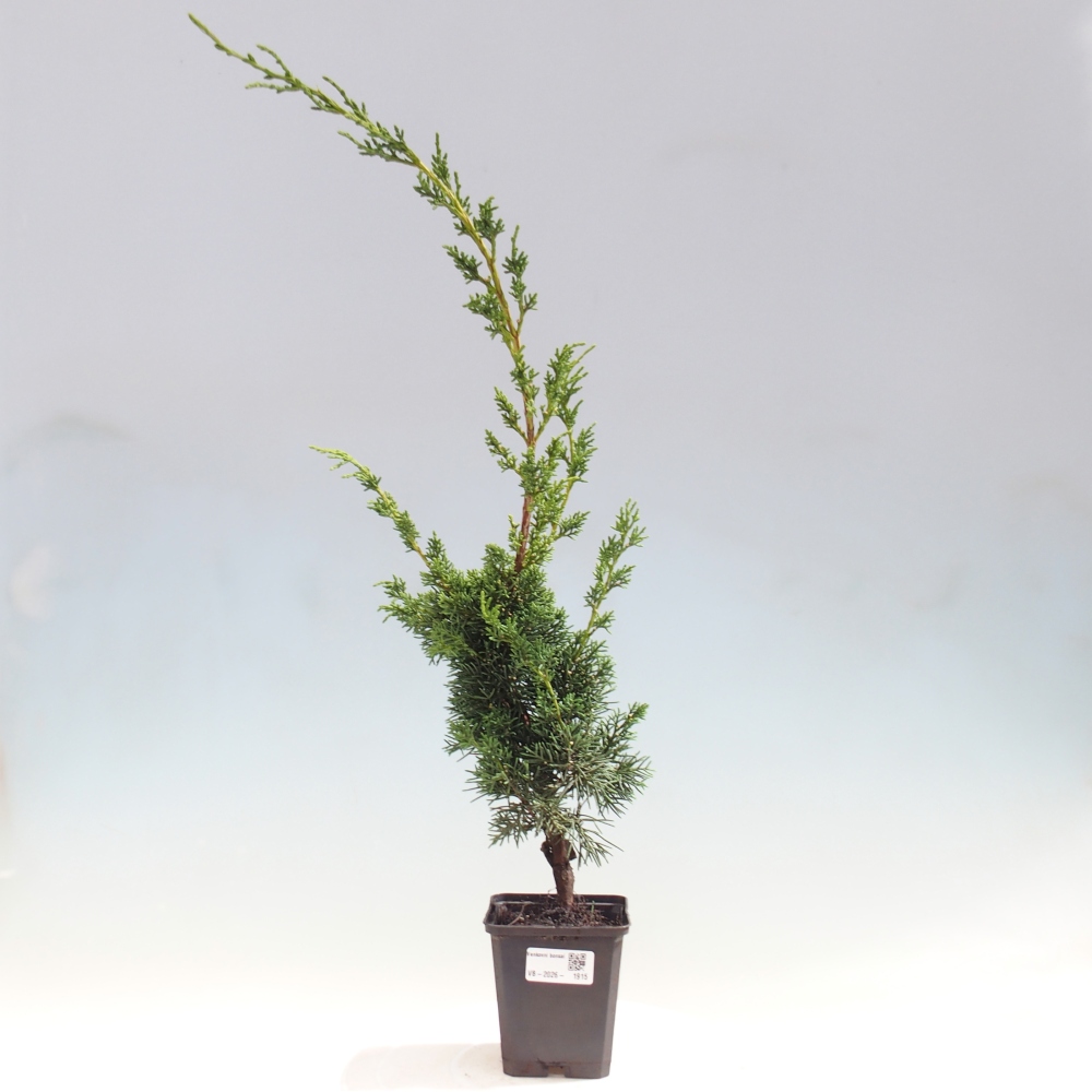 Vonkajší bonsaj - Juniperus chinensis Kishu
