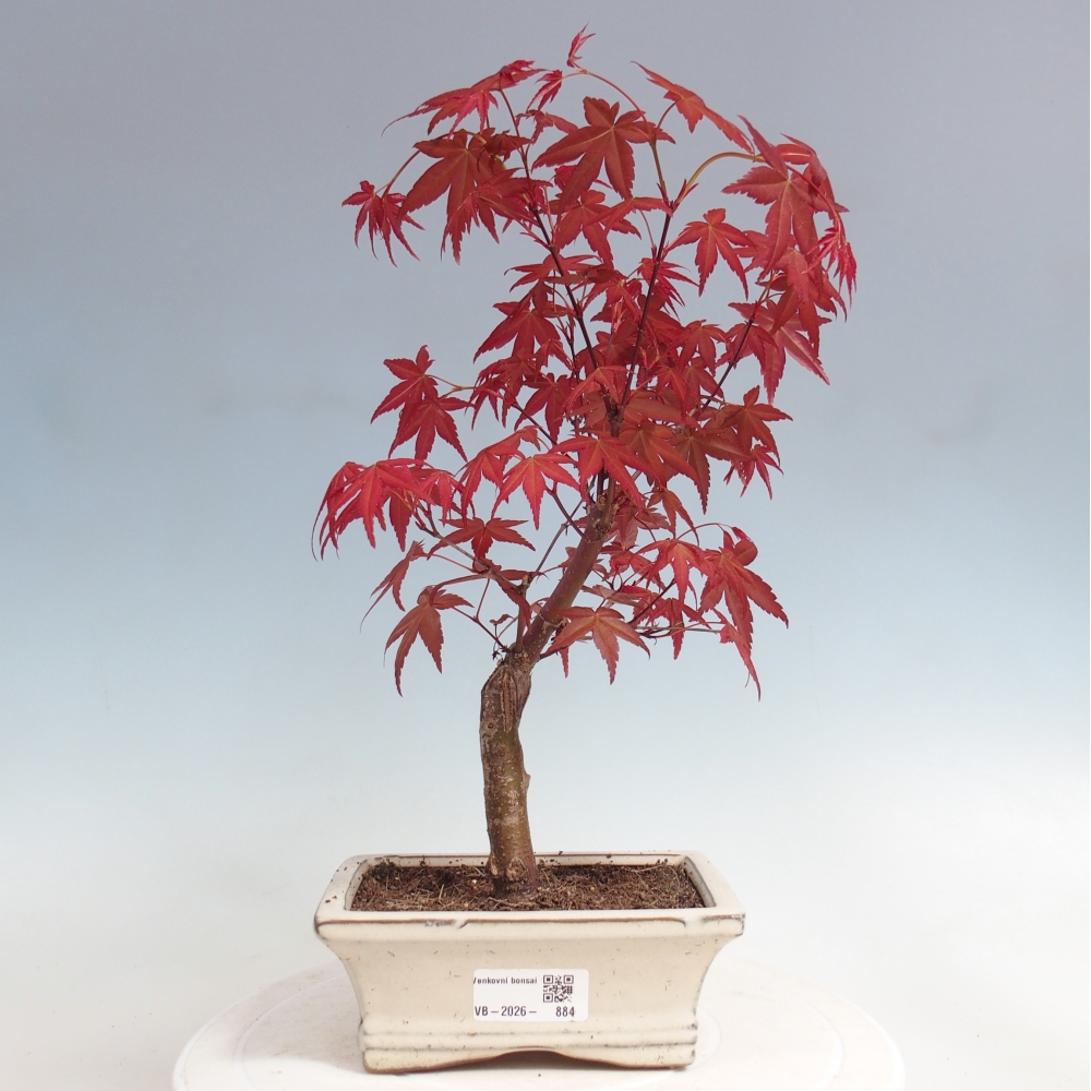 Vonkajší bonsaj - Acer palmatum DESHOJO