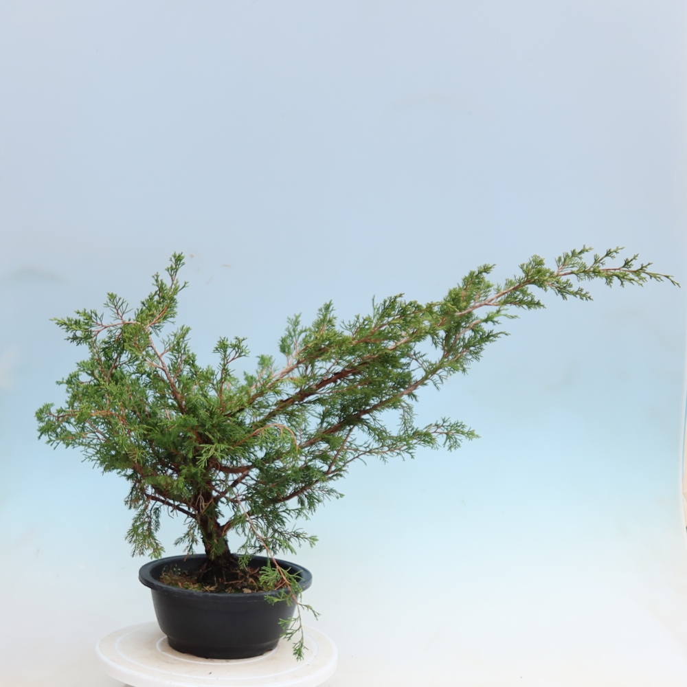 Vonkajší bonsai – Juniperus chinensis Itoigawa – čínsky jalovec