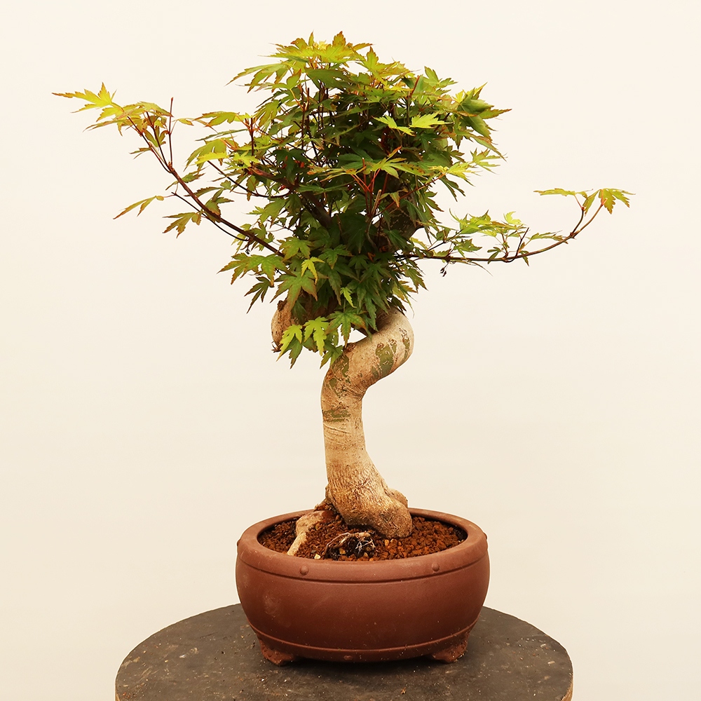 Vonkajšie bonsaje - Maple palmatum - Palmy