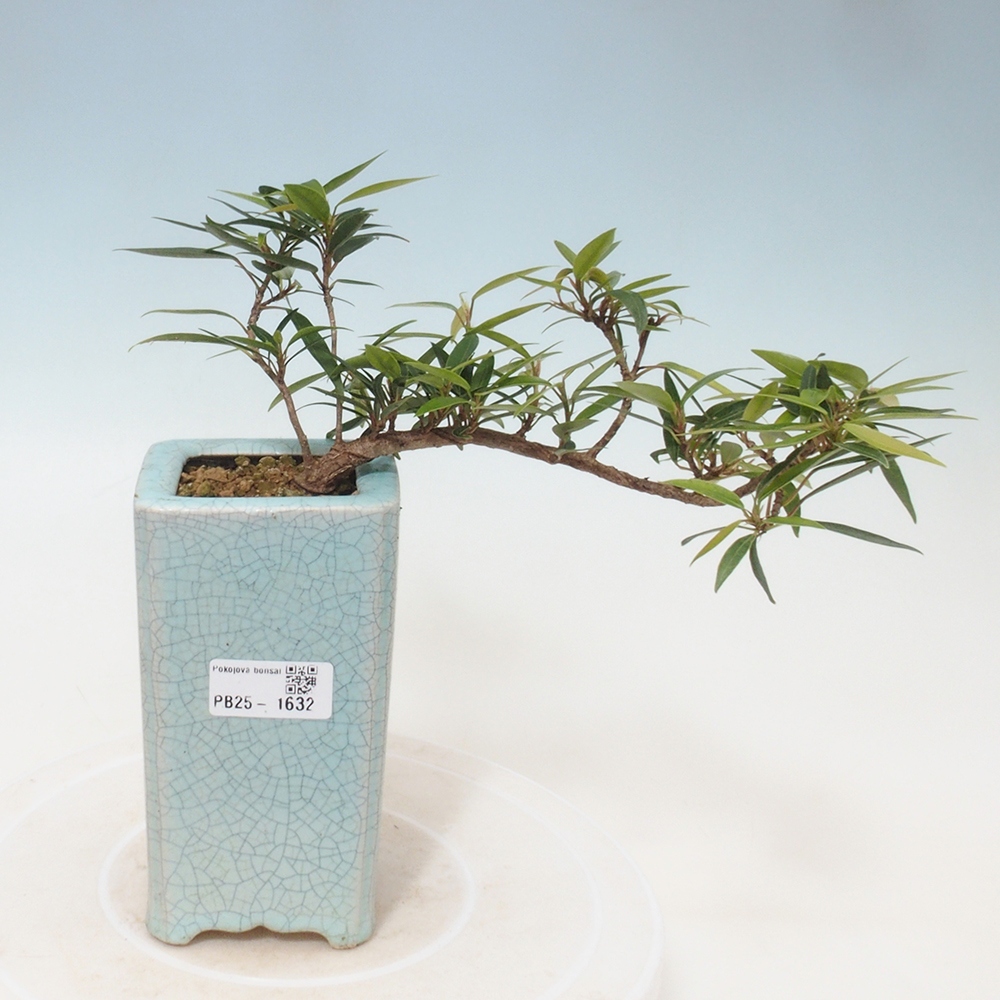Izbová bonsai - Ficus nerifolia - malolistý fikus