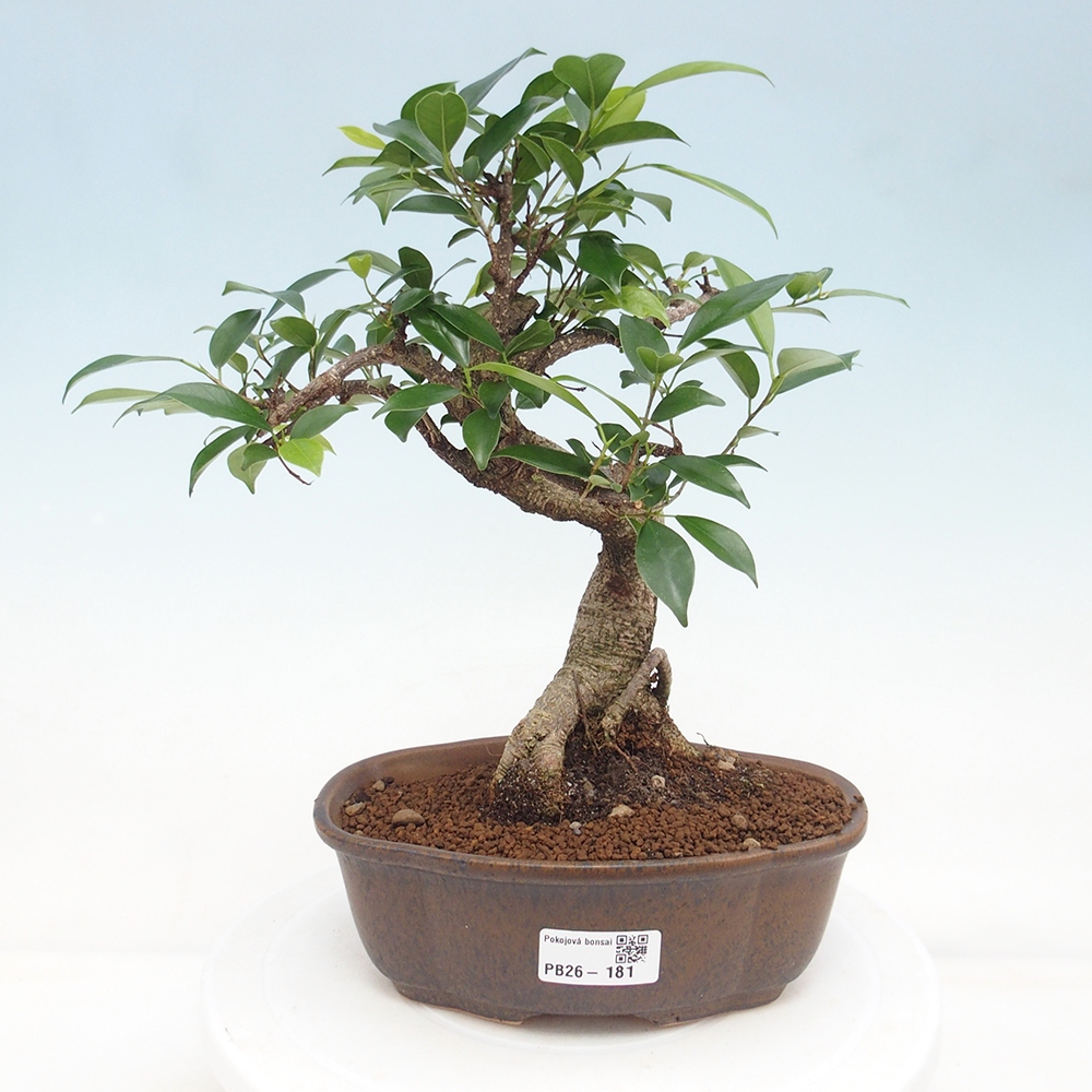 Izbová bonsai - Ficus retusa - malolistá fikus