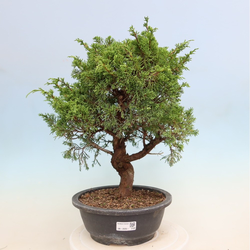 Vonkajší bonsai – Juniperus chinensis Itoigawa – čínsky jalovec