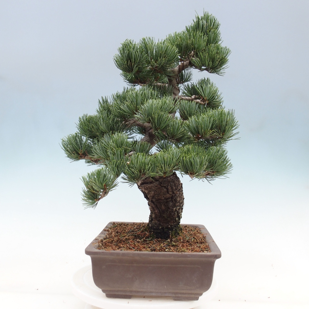 Vonkajšie bonsai - Pinus parviflora - Borovica drobnokvetá