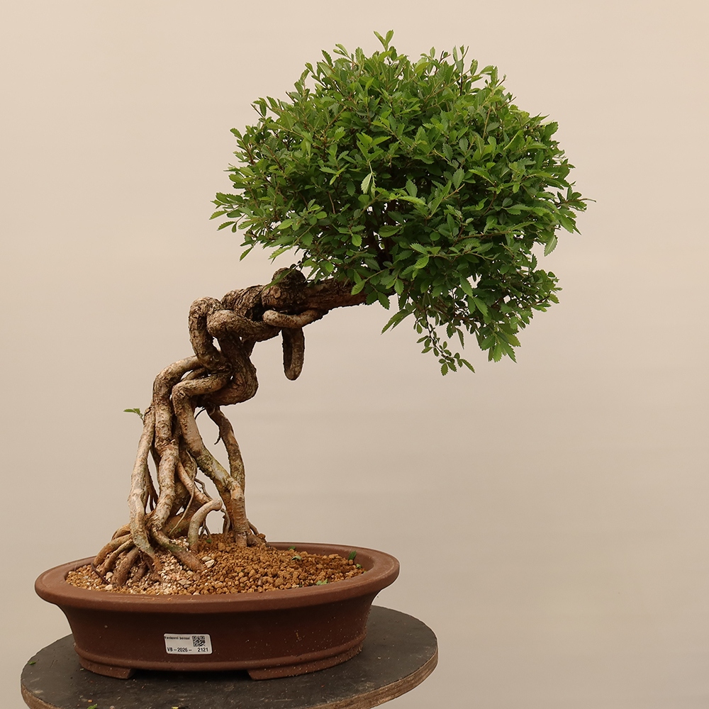 Vonkajšie bonsai - Zelkova - Zelkova NIRE
