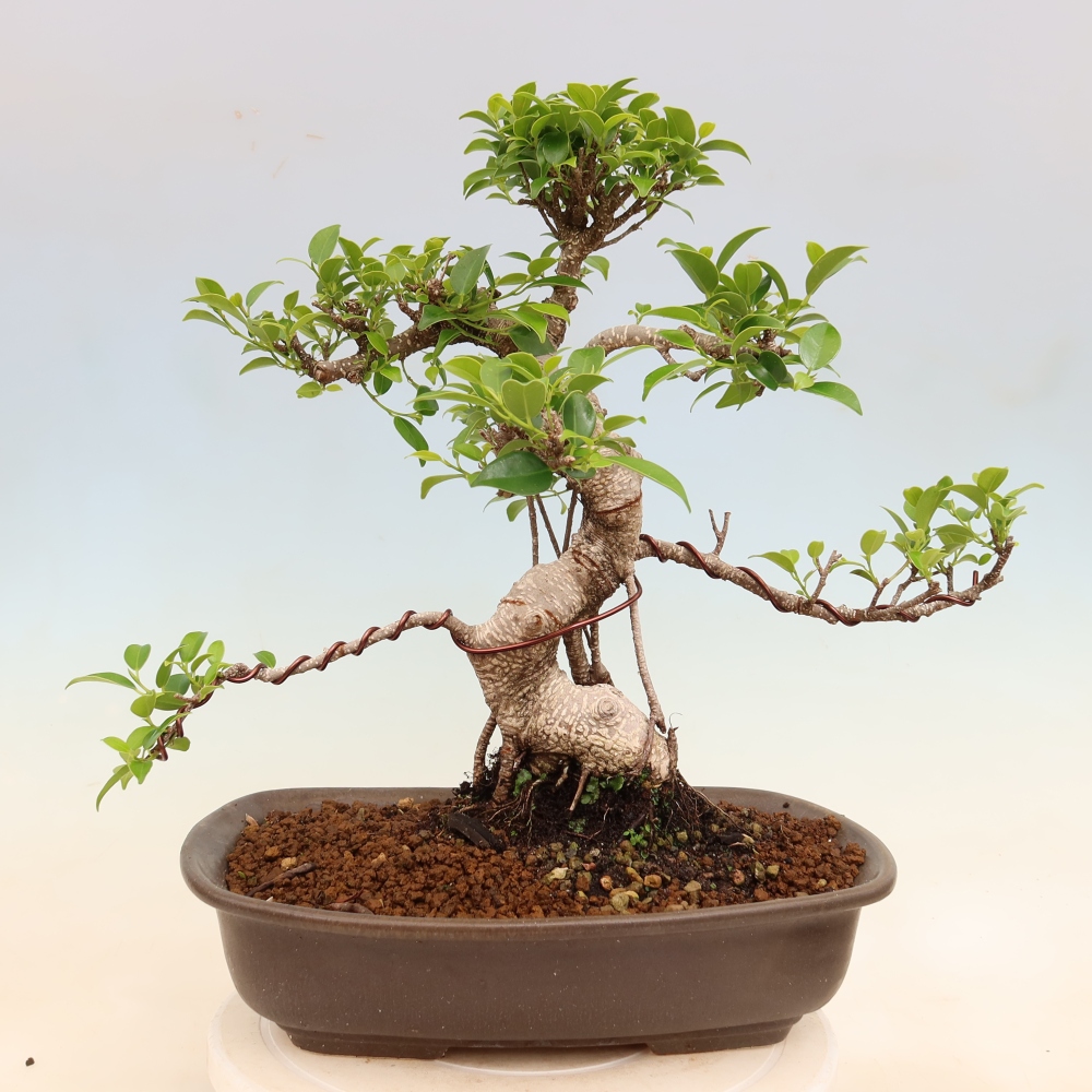 Izbové bonsaje - Ficus kimmen - drobnolistý fikus