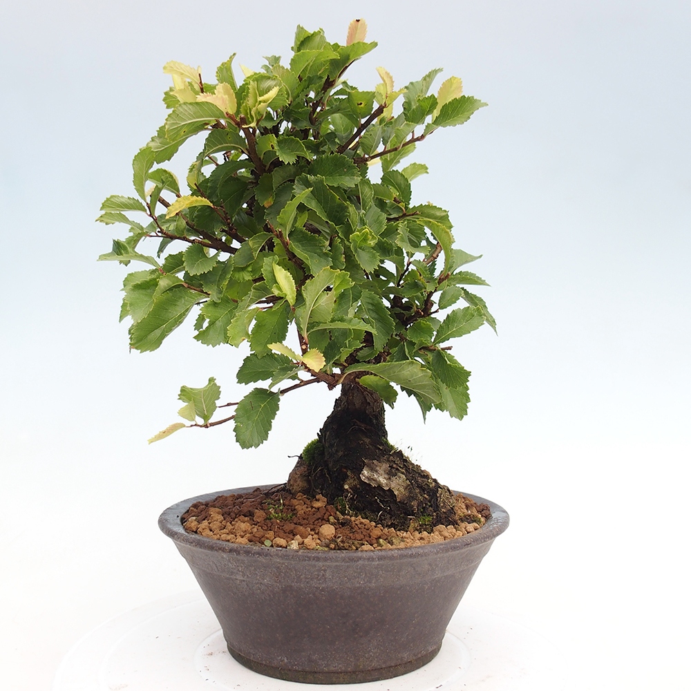 Vonkajšie bonsaje - Zelkova - Zelkova NIRE