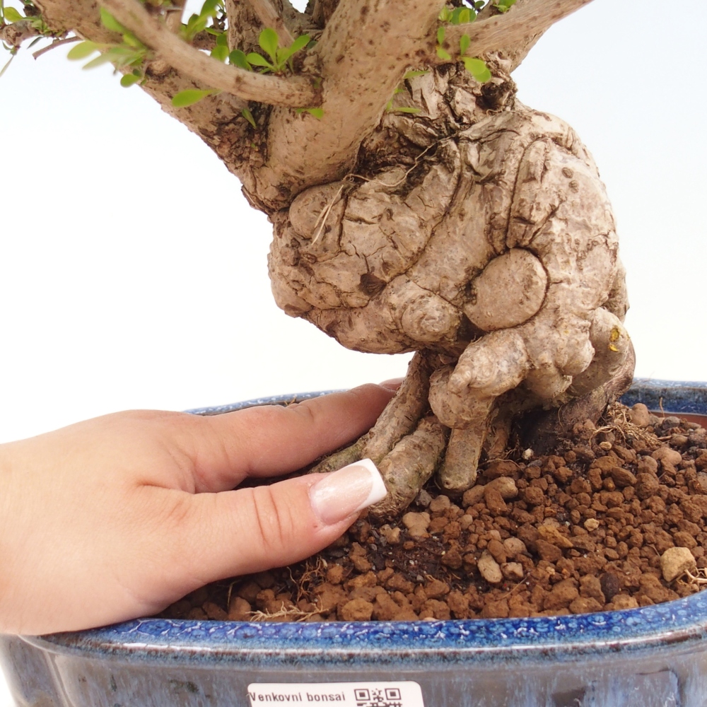 Vonkajšie bonsaje - Berberis coreana