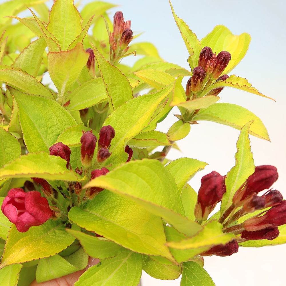 Vonkajší bonsai – Weigela subsessilis – vajgélia kórejská