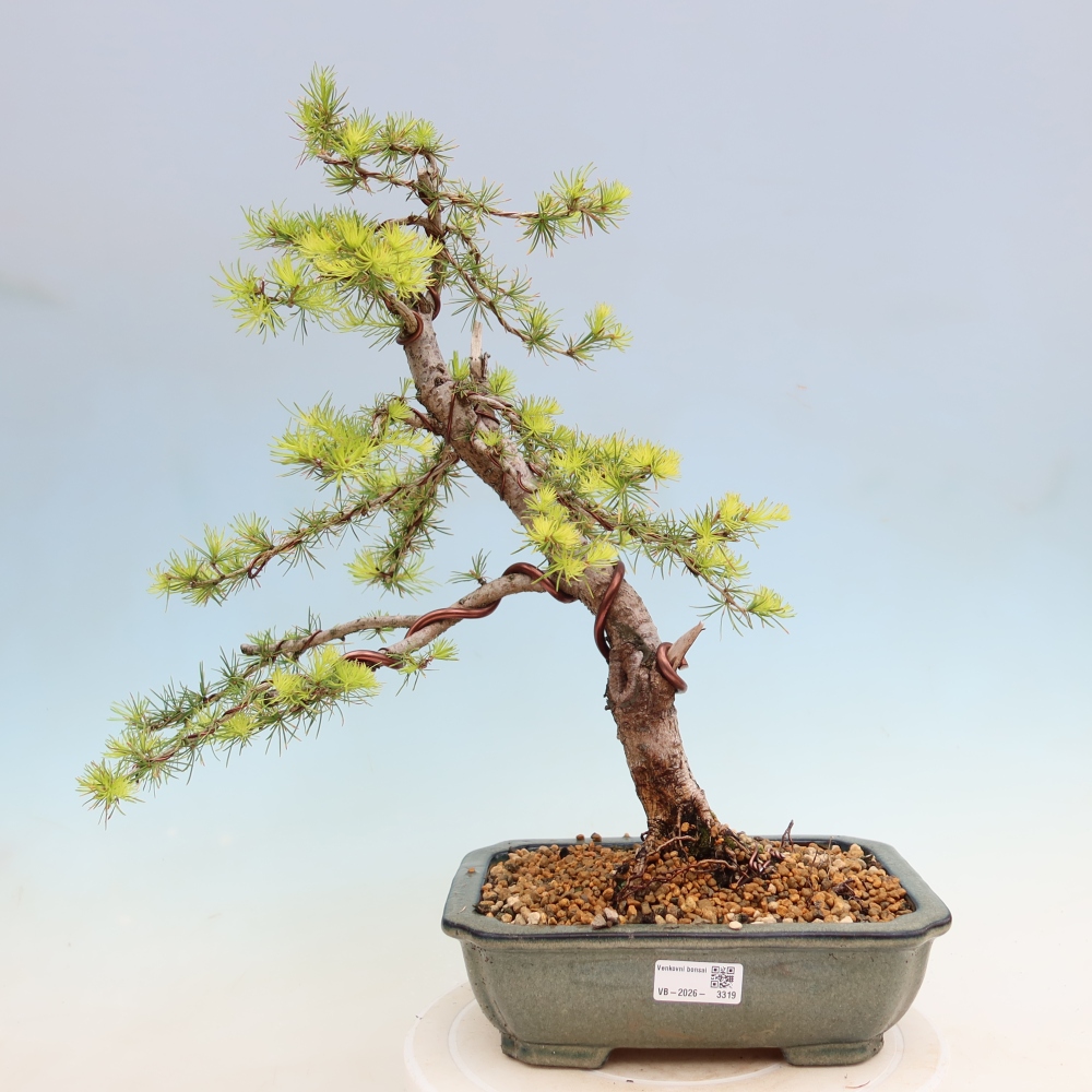Vonkajšie bonsaje -Larix decidua - Smrekovec