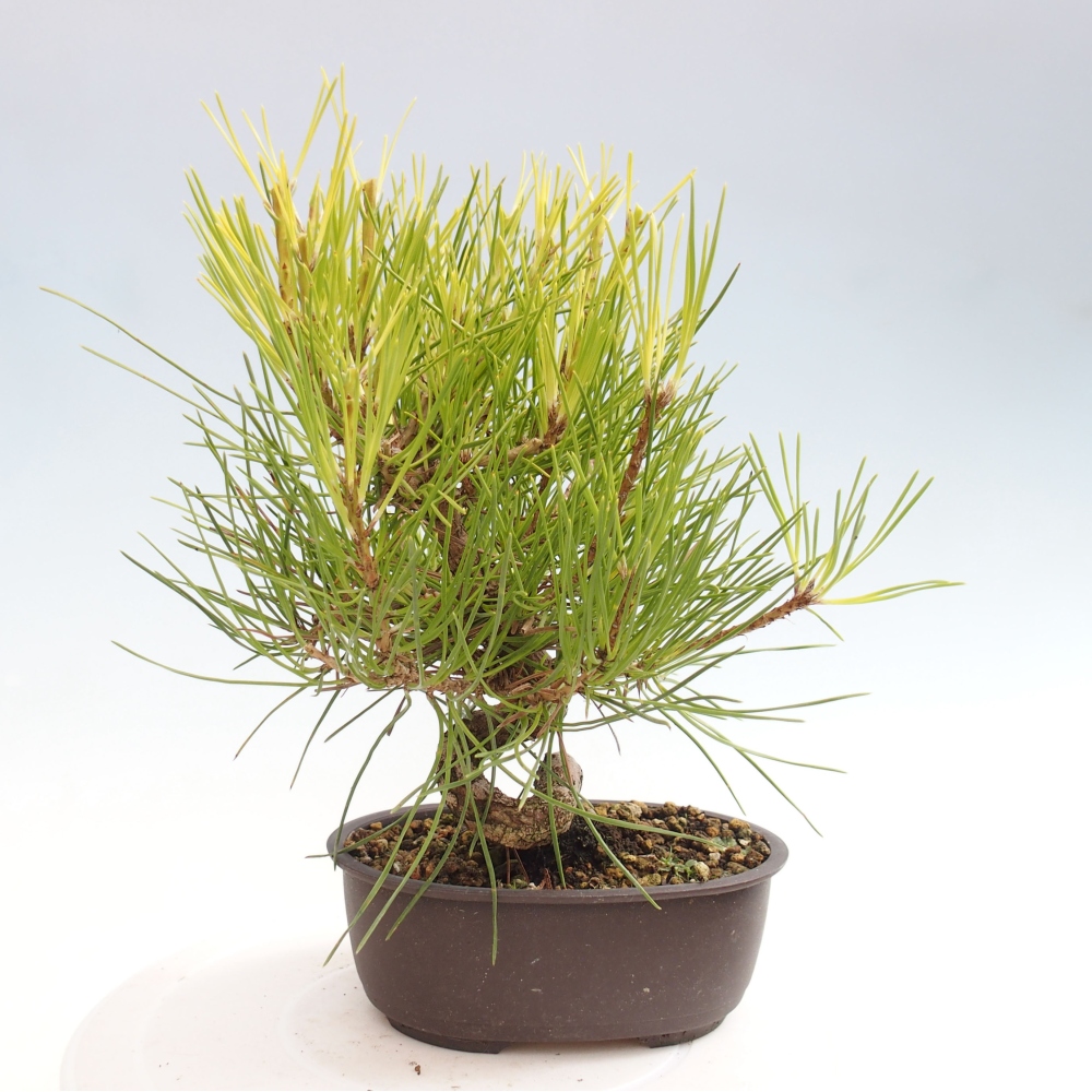 Vonkajší bonsai - Pinus thunbergii - Borovica thunbergova