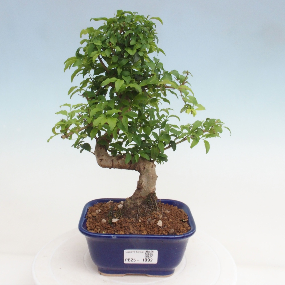 Izbová bonsai -Ligustrum chinensis - Vtáčí zob