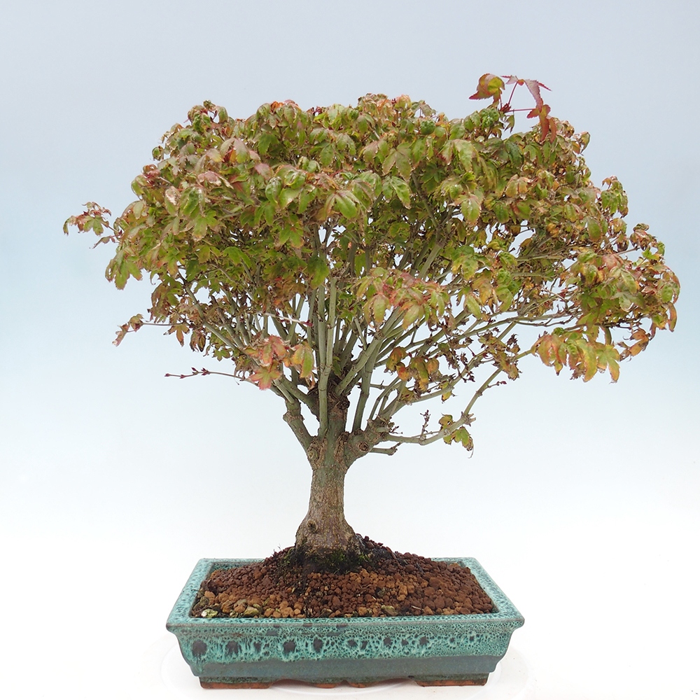 Acer palmatum KIOHIME - Javor palmetový