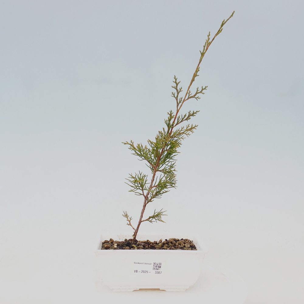 Vonkajší bonsai - Juniperus chinensis Itoigawa -Jalovec čínsky