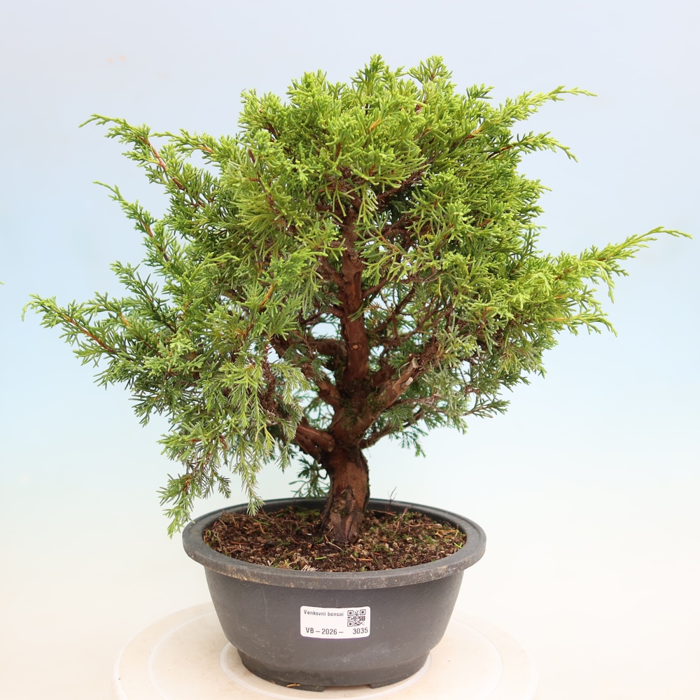 Vonkajší bonsai – Juniperus chinensis Itoigawa – čínsky jalovec