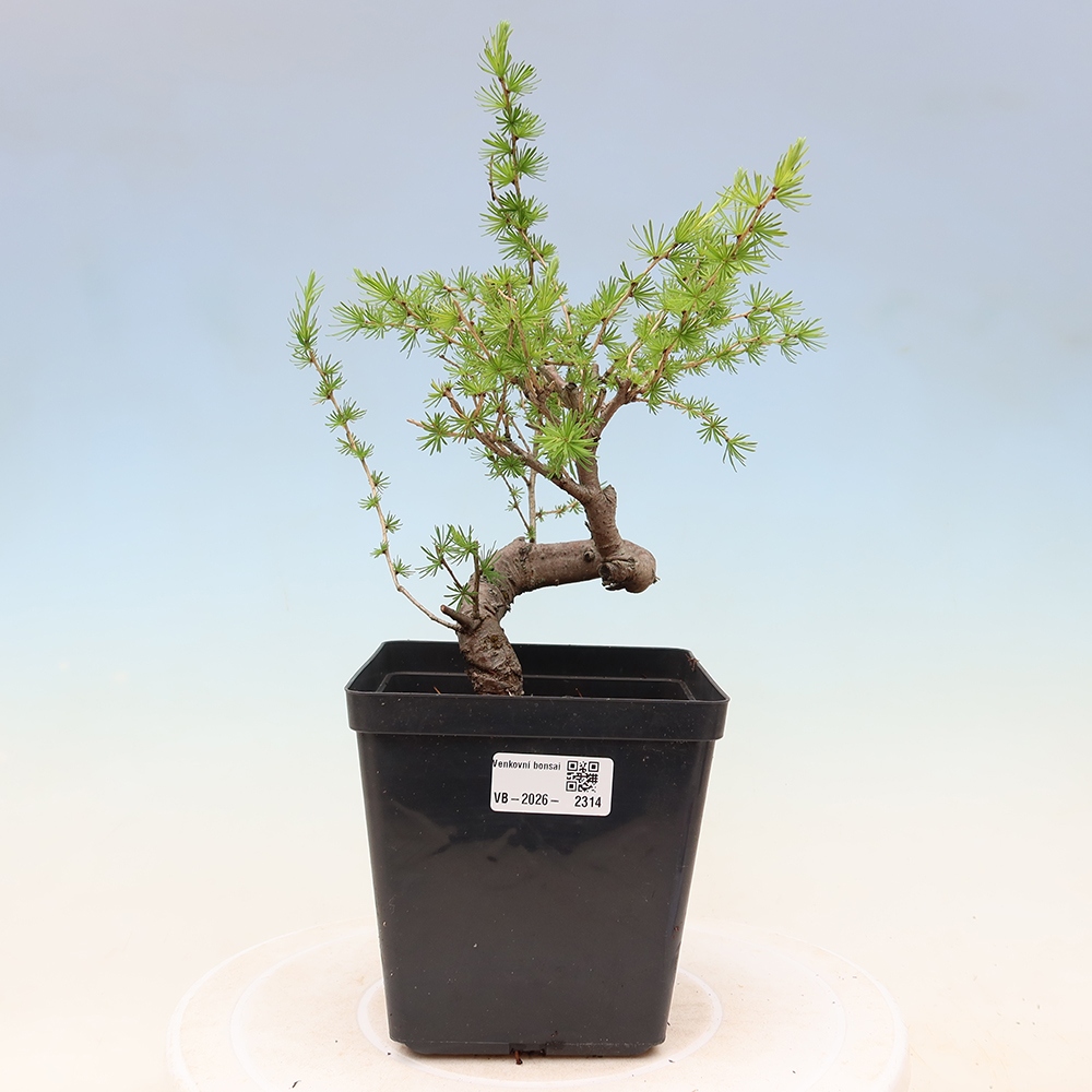 Vonkajšie bonsaje -Larix decidua - Smrekovec