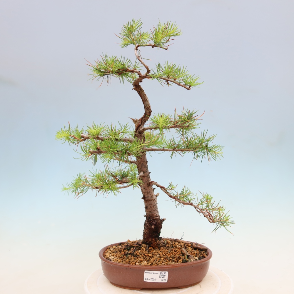 Vonkajšie bonsaje -Larix decidua - Smrekovec