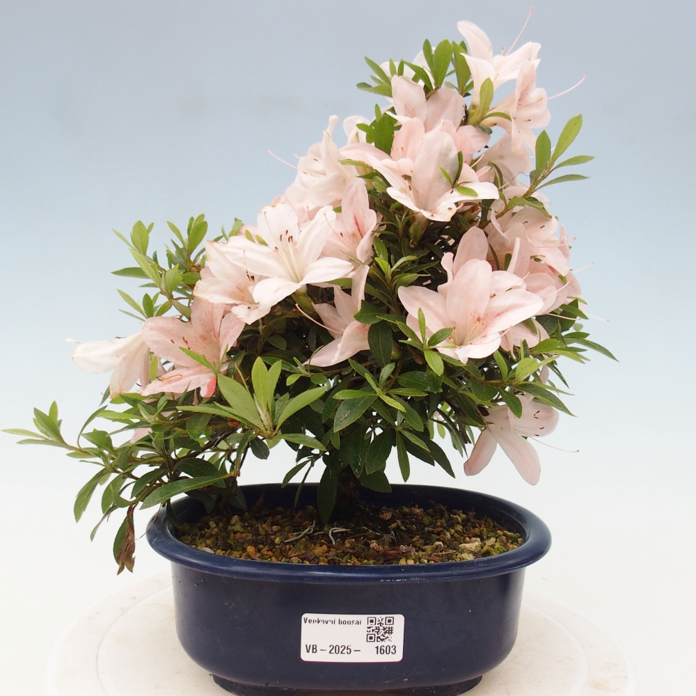 Vonkajší bonsai - Japonská azalka -  Azalea Nikko