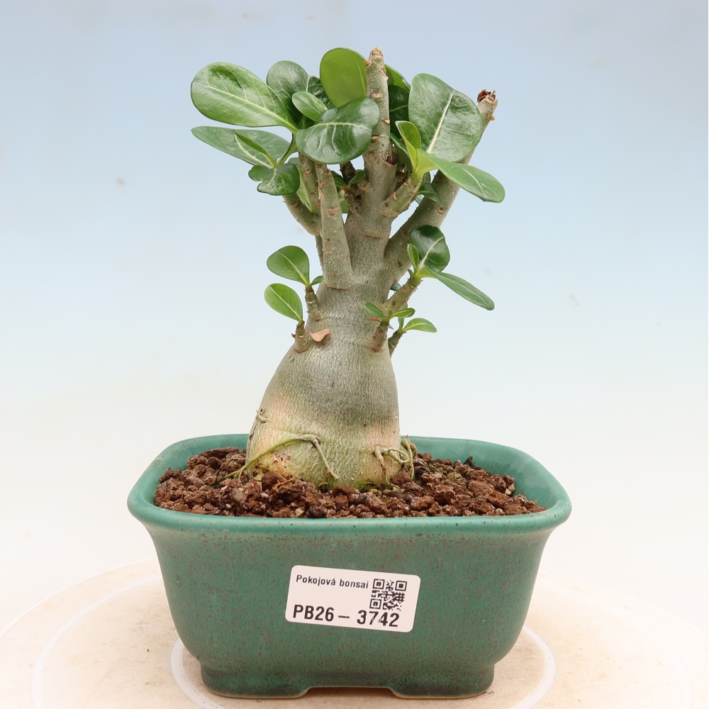 Izba bonsai – Adenium obesum Red Star – Púštna ruža