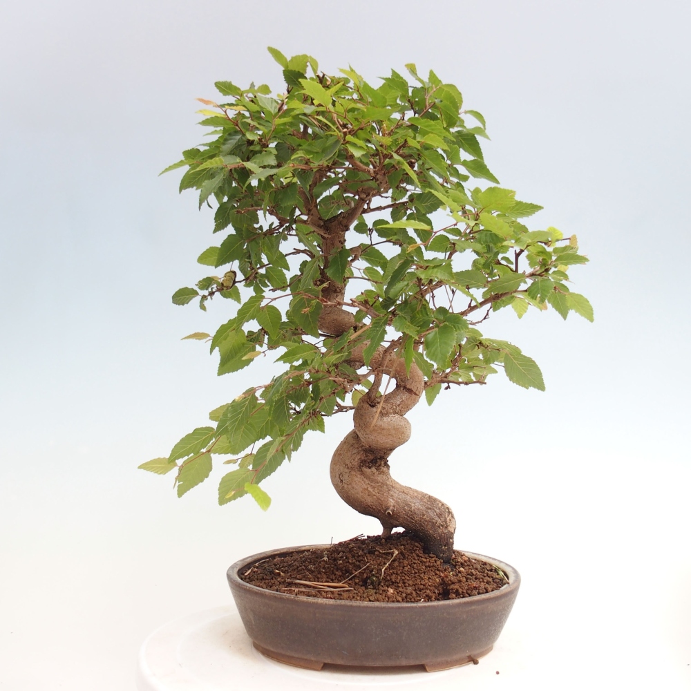 Vonkajší bonsai -Carpinus CARPINOIDES - Hrab kórejský