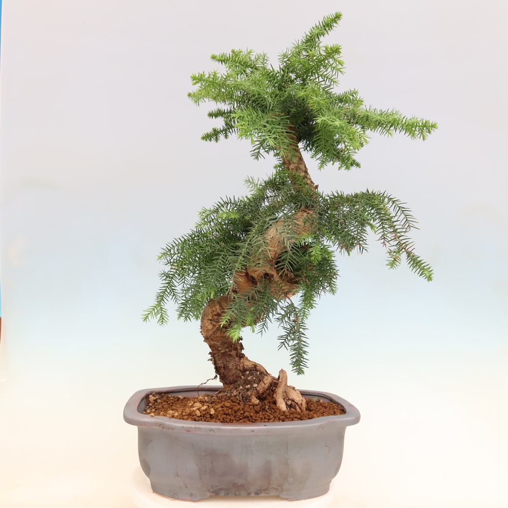 Izba bonsai – Araukária – izba smreček