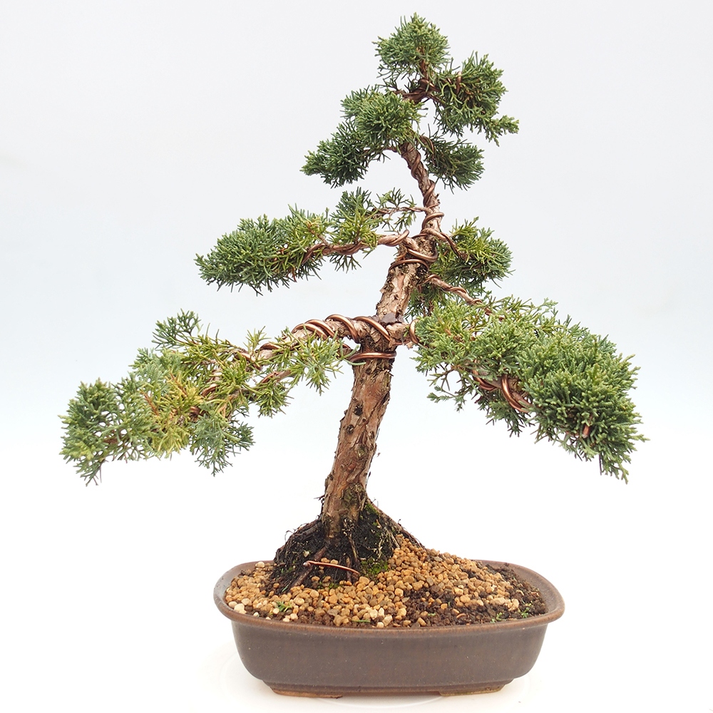 Vonkajšie bonsai - Juniperus chinensis Kishu -Jalovec čínsky