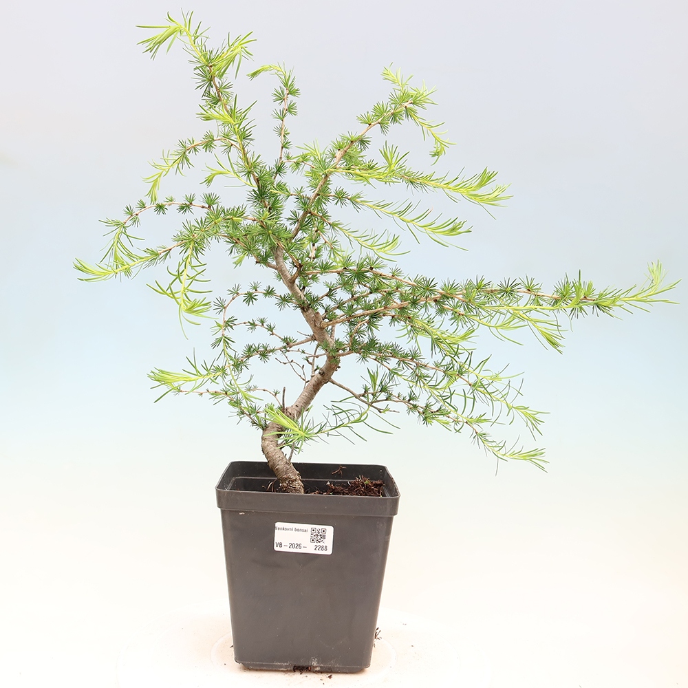Vonkajšie bonsaje -Larix decidua - Smrekovec