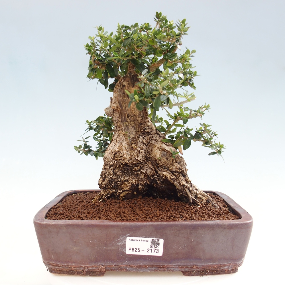 Izbová bonsai - Olea europaea sylvestris -Oliva evropská drobnolistá