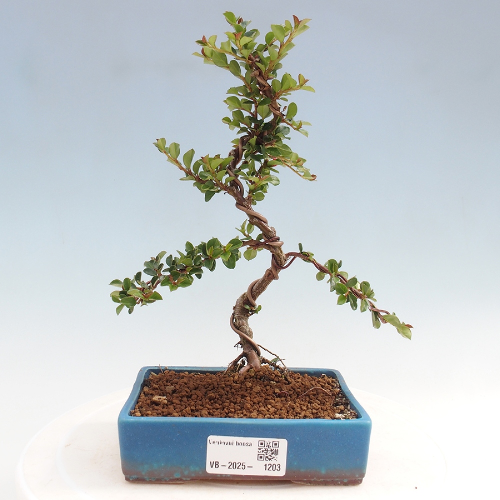 Vonkajší bonsai-Cotoneaster horizontalis - Skalník