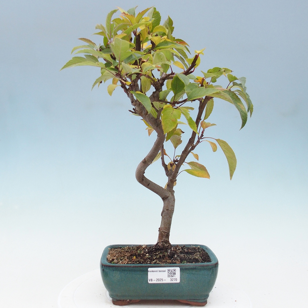 Vonkajší bonsai -Malus halliana - Maloplodá jabloň