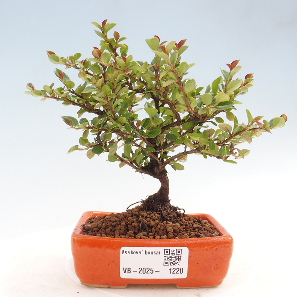 Vonkajší bonsai - Cotoneaster horizontalis - Skalník