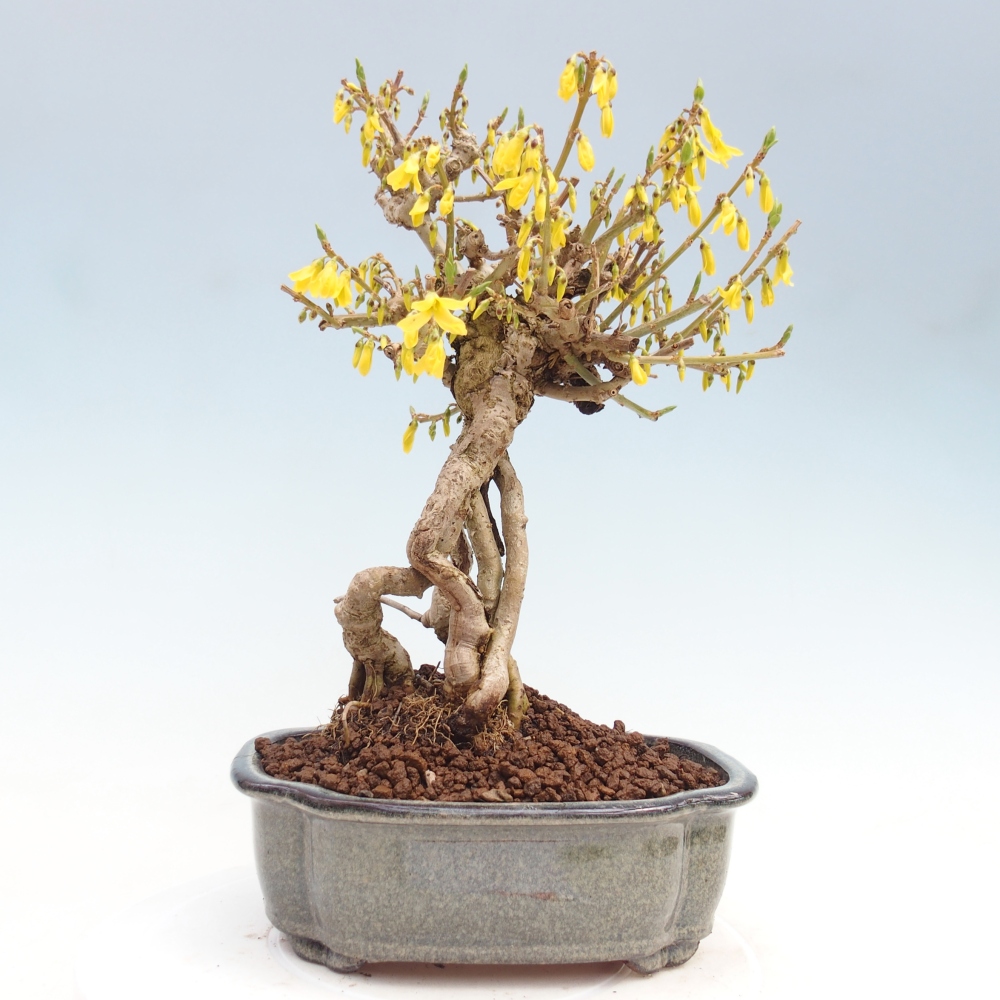 Vonkajšie bonsaje - Zlatice - Forsythia koreana