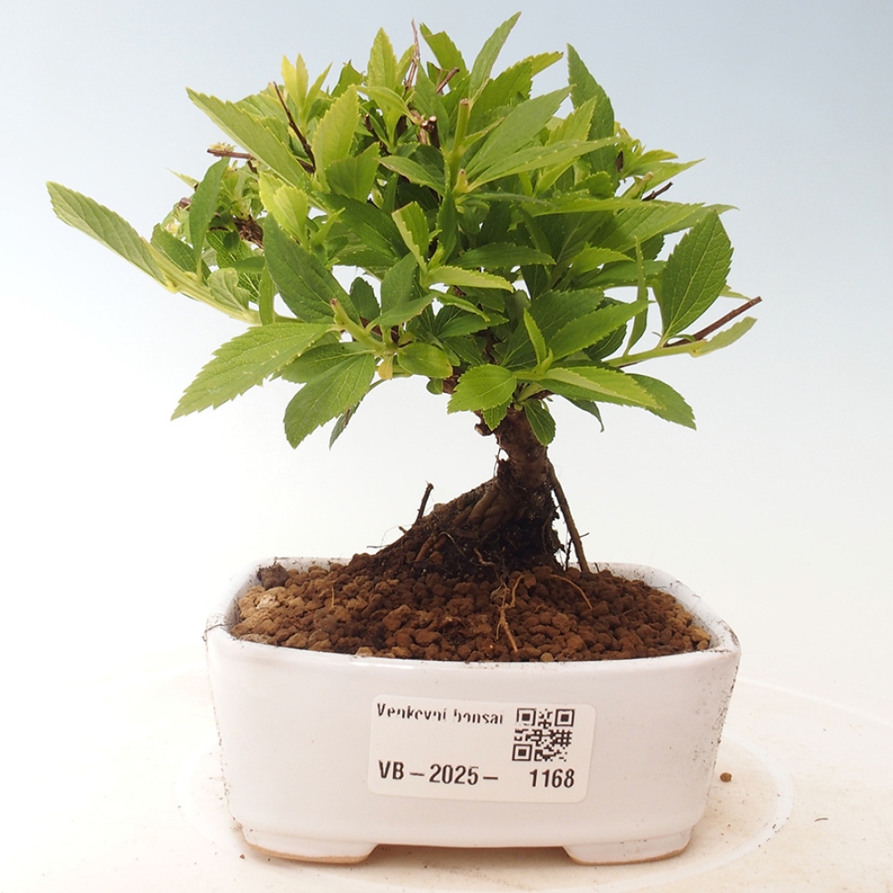 Vonkajší bonsai -malolistý tavoľník - Spirea japonica GENPSI