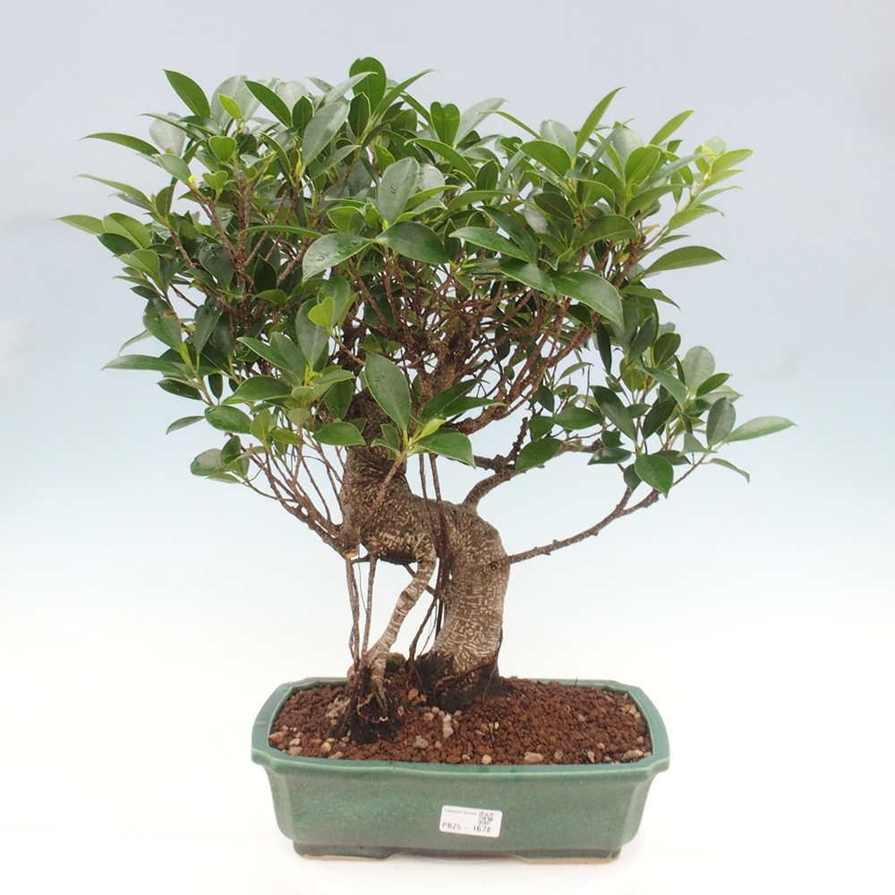 Izbová bonsai - Ficus kimmen - malolistý fikus