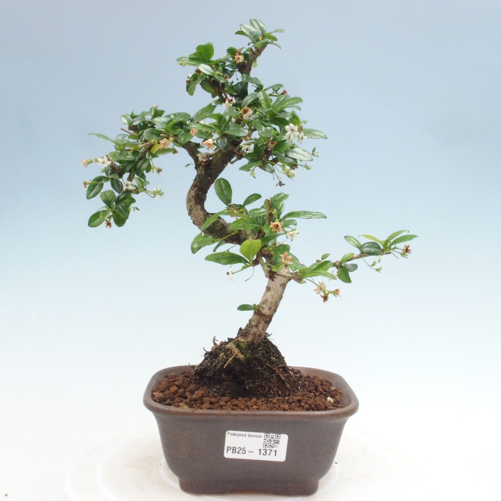 Izbová bonsai - Carmona macrophylla - Čaj fuki