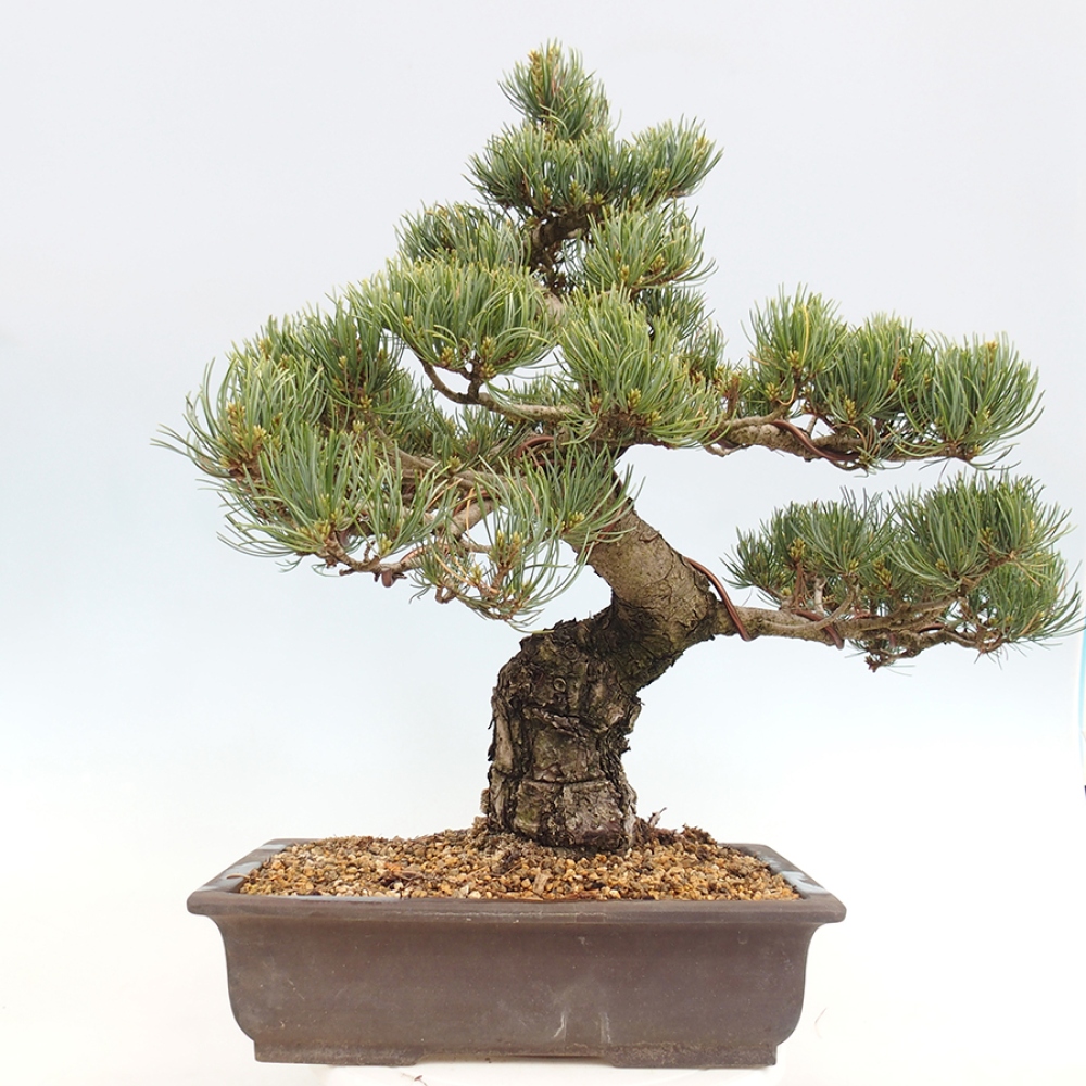 Vonkajšie bonsaje - Pinus parviflora - Pinus parviflora