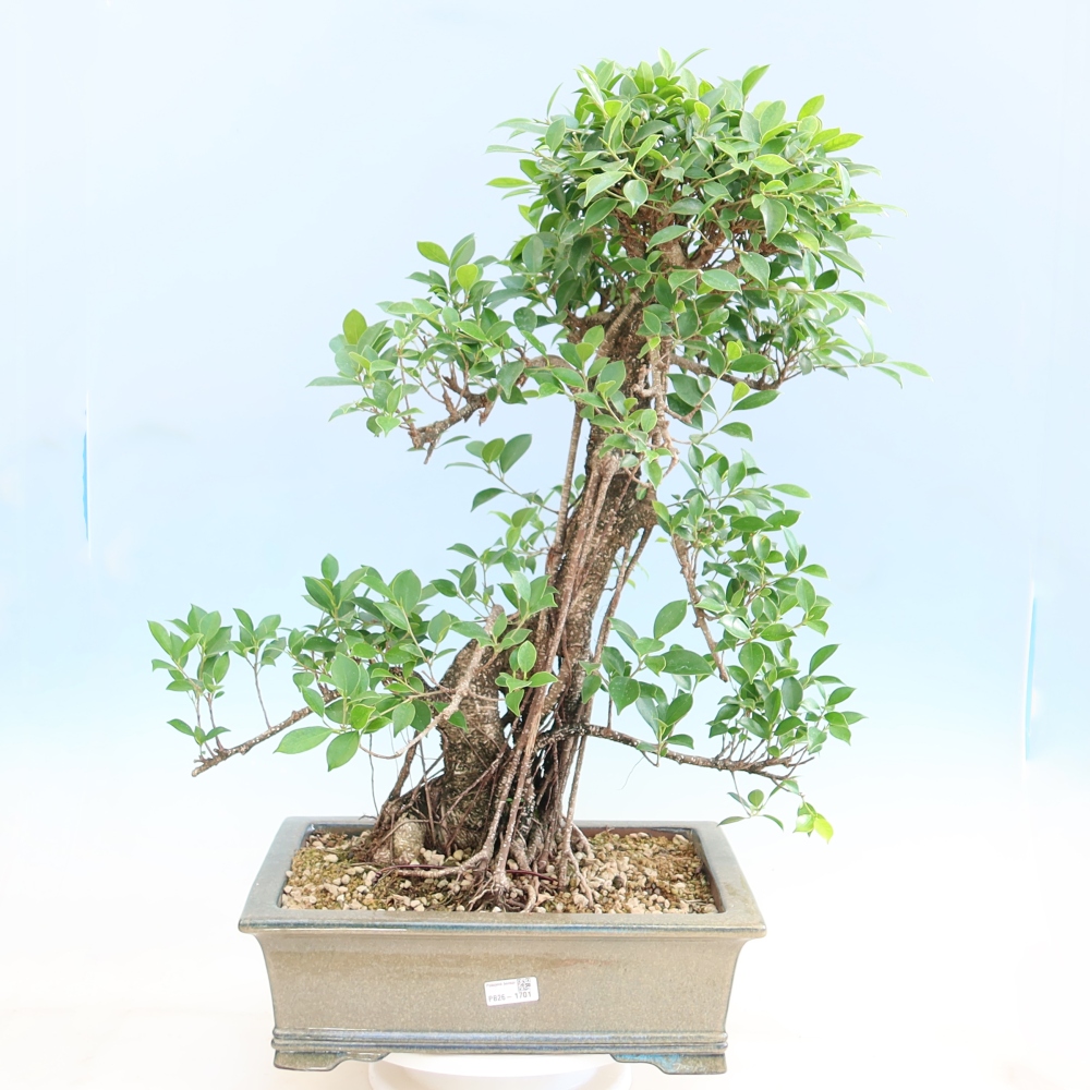 Izbové bonsaje - Ficus kimmen - drobnolistý fikus